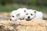 WESTIE 104